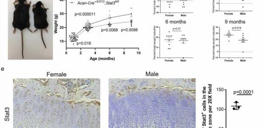 Arthritis-related gene also regenerates cartilage in joints and growth plates