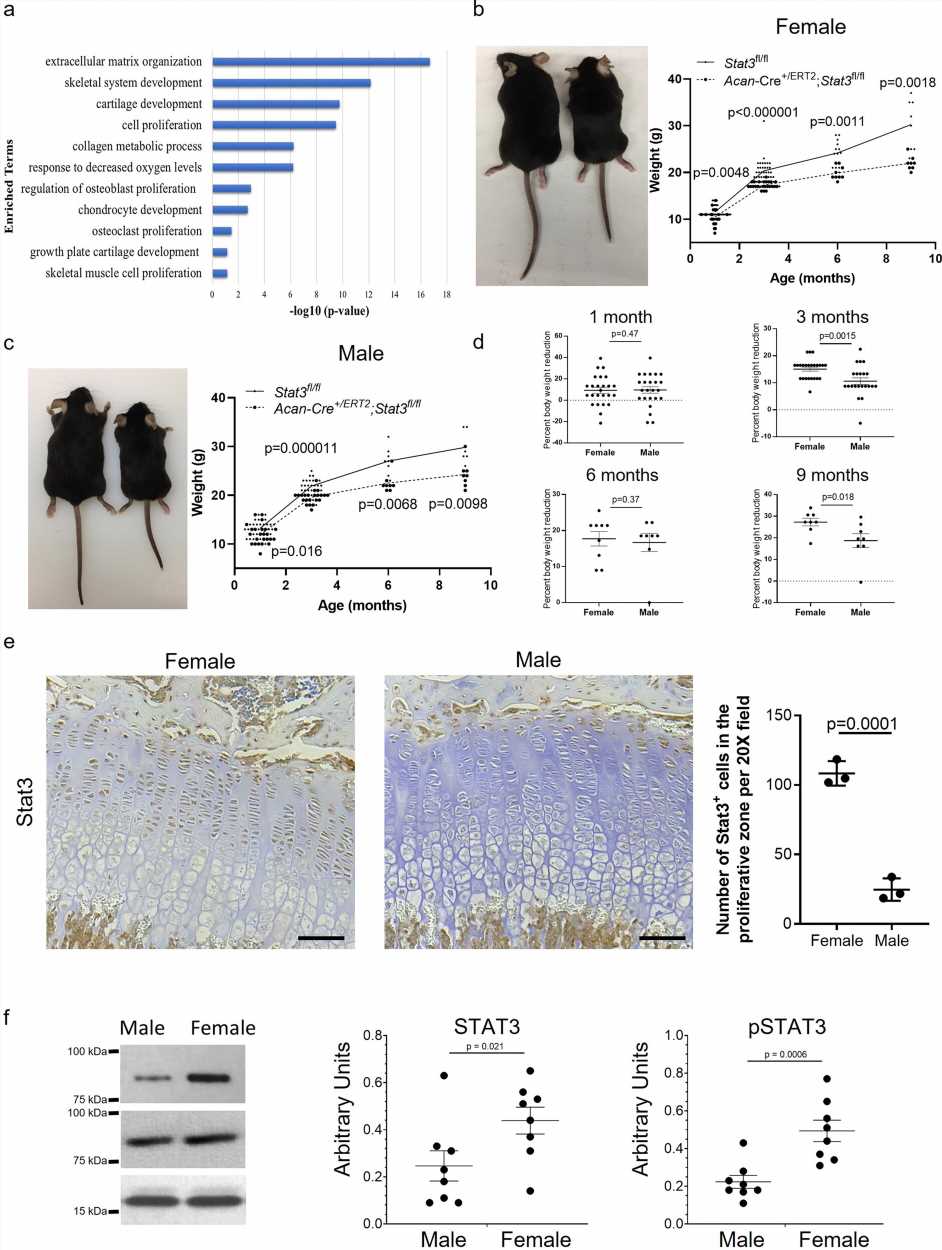 Arthritis-related gene also regenerates cartilage in joints and growth plates