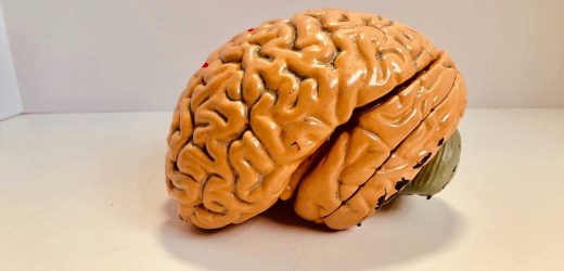 Exercise alters brain chemistry to protect aging synapses