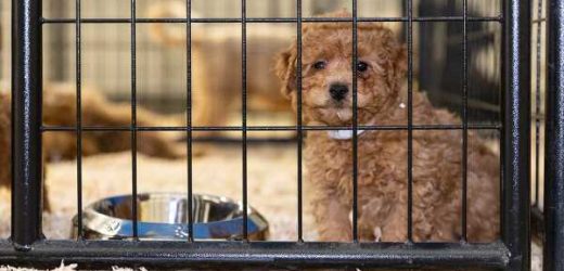 Florida Bill Threatens to Protect Puppy Mills and Puppy-Selling Pet Stores