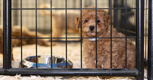 Florida Bill Threatens to Protect Puppy Mills and Puppy-Selling Pet Stores