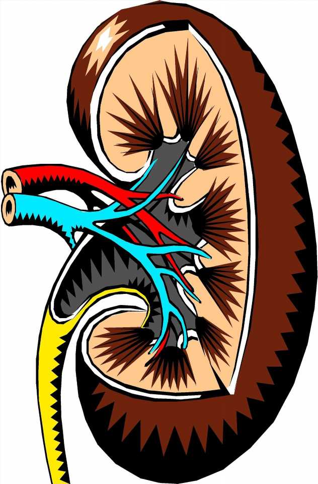 Lifestyle changes can be critical for kidney transplant patients’ long-term survival