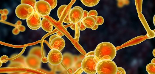New Antifungal Medications Are Sorely Needed