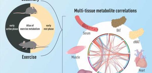 Scientists dive deep into the different effects of morning and evening exercise