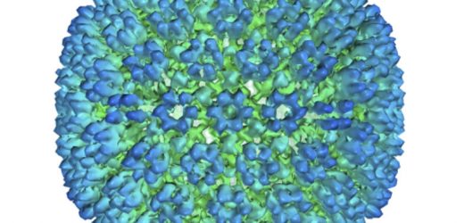 Study: Stronger evidence linking virus to multiple sclerosis