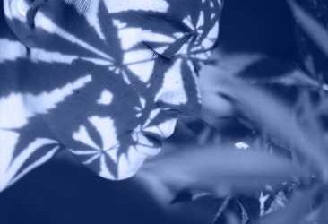 What are the effects of cannabis use on cognitive function?