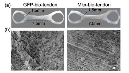 Connecting science to medicine: Tendon-like tissue created from human stem cells