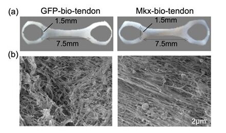 Connecting science to medicine: Tendon-like tissue created from human stem cells