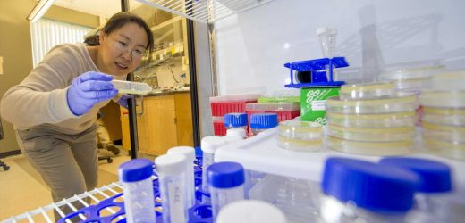 Discovery could help finetune immunity to fight infections, disease