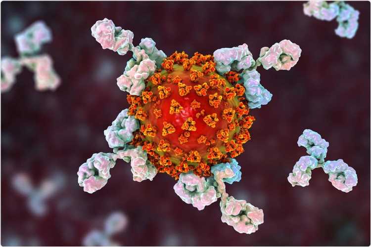 Research explains how SARS-CoV-2 variants evade some antibodies