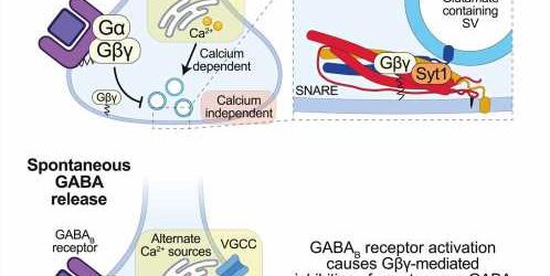 Researchers discover new spontaneous signaling pathway in the brain