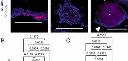 Researchers shed new light on devastating drug-resistant bacteria