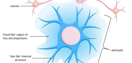 Star-like brain cells display unique activity patterns