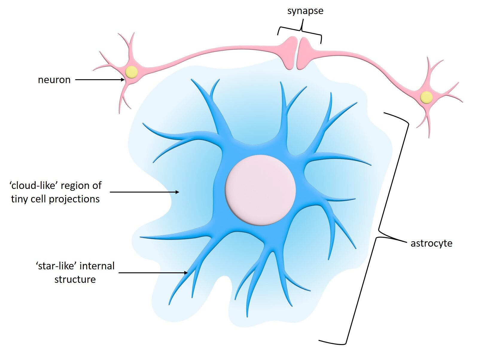 Star-like brain cells display unique activity patterns