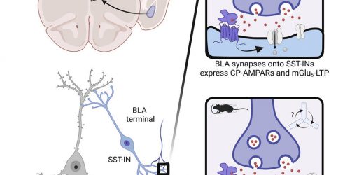 Understanding the molecules and brain circuits recruited by stressful experience