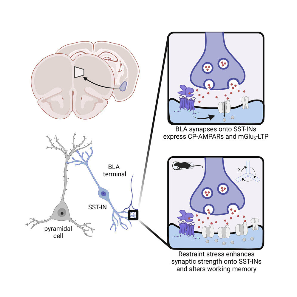 Understanding the molecules and brain circuits recruited by stressful experience