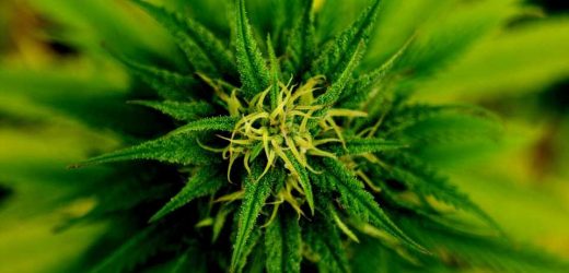 Young marijuana smokers may be at greater risk of recurrent stroke