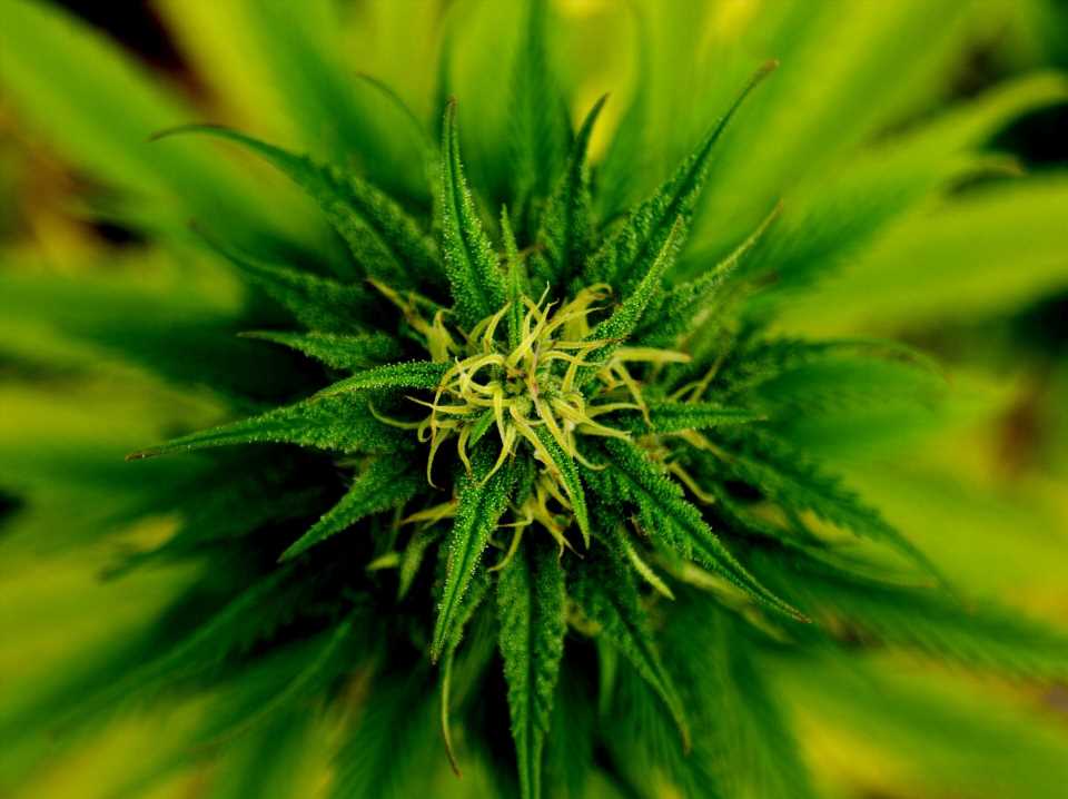 Young marijuana smokers may be at greater risk of recurrent stroke