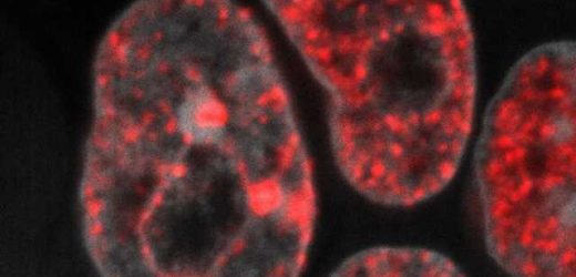 A speed limit could be a breakthrough for stem cell therapy
