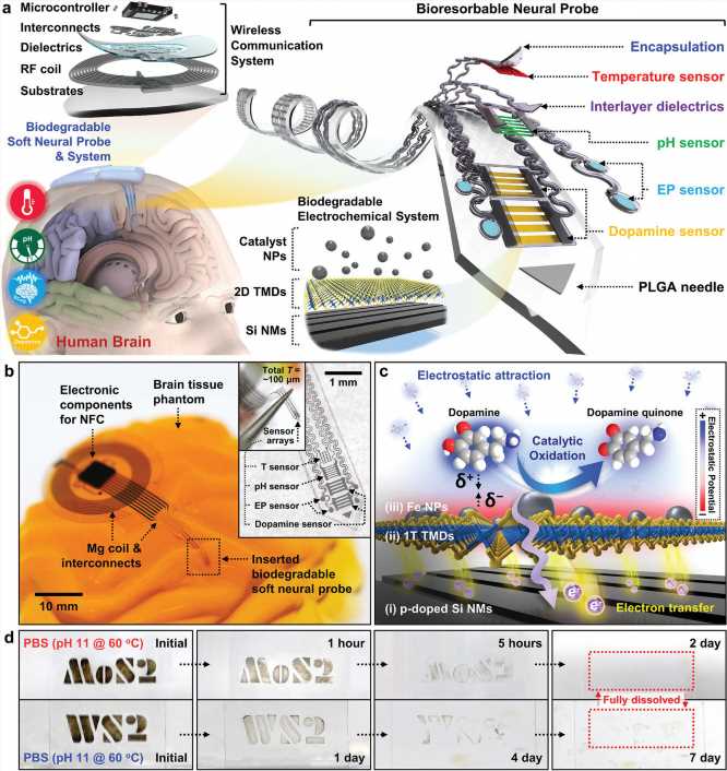 Biodegradable implant could help doctors monitor brain chemistry