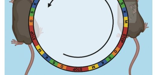 Cellular rejuvenation therapy safely reverses signs of aging in mice