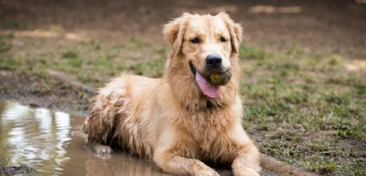 Don’t go wading in flood water if you can help it. It’s health a risk for humans, and dogs too
