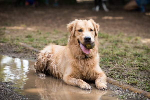 Don’t go wading in flood water if you can help it. It’s health a risk for humans, and dogs too