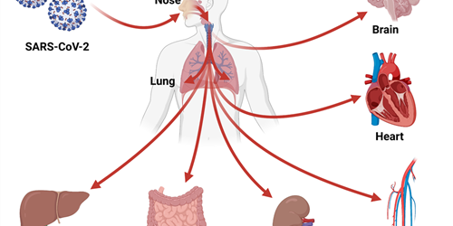 How have human organoids been used in research to study SARS-CoV-2?