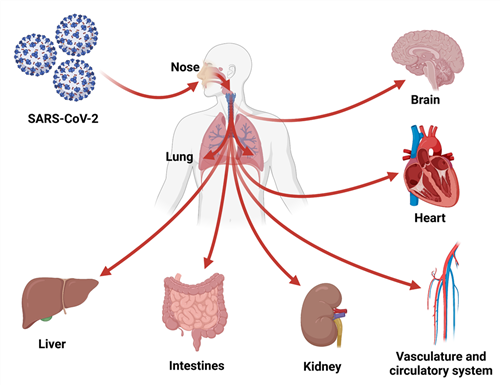 How have human organoids been used in research to study SARS-CoV-2?