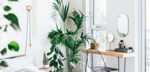 How to sleep better: The 9 houseplants to help you drift off