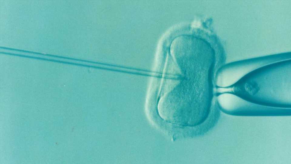 IVF children shown to have a better quality of life as adults in new study