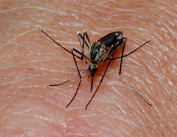 Malaria more common in Africa’s rice-farming villages