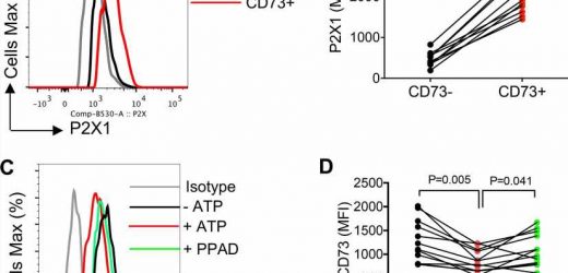 New study reveals why HIV remains in human tissue even after antiretroviral therapy