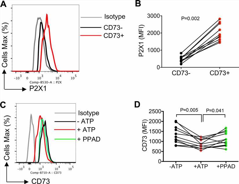 New study reveals why HIV remains in human tissue even after antiretroviral therapy