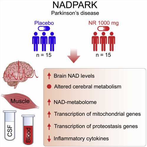 Targeting the brain’s energy metabolism may hold the key for treating Parkinson’s disease