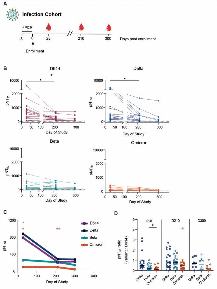 The secret’s in the spikes:  Exploring omicron’s ability to escape antibodies