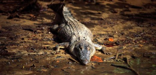 Which animals are biting Australians and what to do if you’re bitten