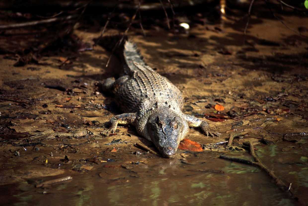 Which animals are biting Australians and what to do if you’re bitten