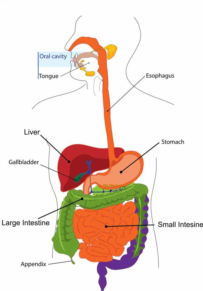 Younger patients with appendicitis are more likely to have cancer of the appendix