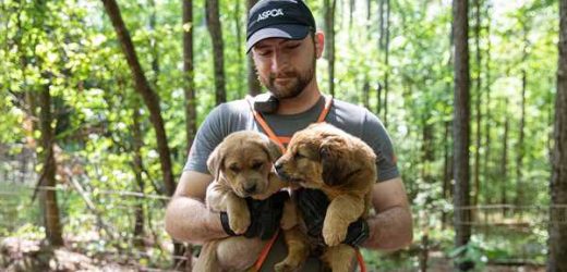 ASPCA Rescues 65 Dogs and Puppies Living in Unsanitary Conditions on Central Georgia Property