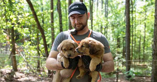 ASPCA Rescues 65 Dogs and Puppies Living in Unsanitary Conditions on Central Georgia Property