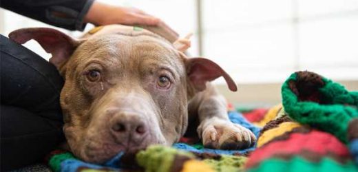 After Leaving a Life of Misery Behind, Boulder Is Ready to Find a Home