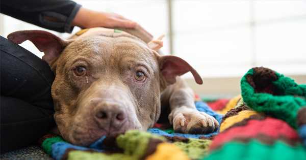 After Leaving a Life of Misery Behind, Boulder Is Ready to Find a Home