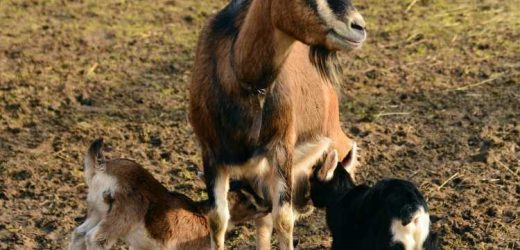 Could goat’s milk and other food-containing skin products be dangerous for patients with inflammatory skin conditions?