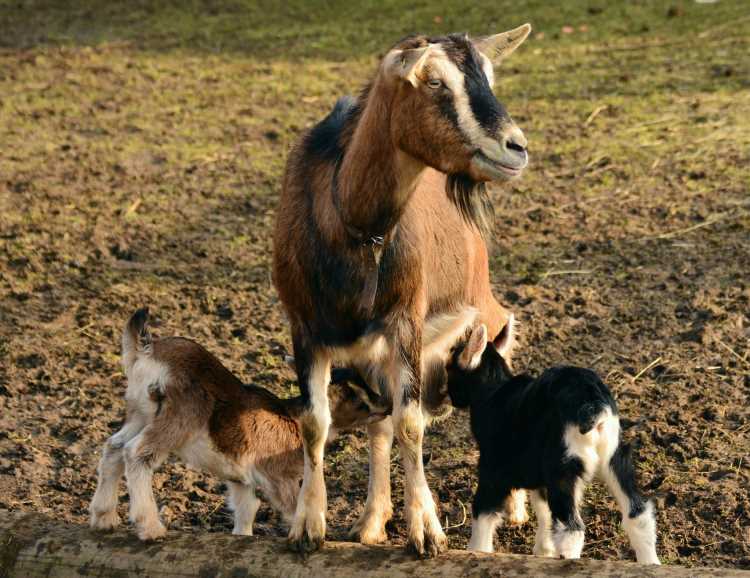 Could goat’s milk and other food-containing skin products be dangerous for patients with inflammatory skin conditions?