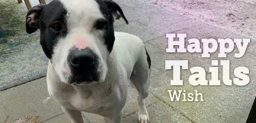 From a Life of Cruelty to One Full of Love: How Wish Got His Wish!