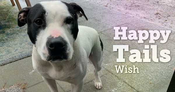 From a Life of Cruelty to One Full of Love: How Wish Got His Wish!