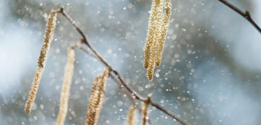 Hay fever sufferers ‘dreading’ summer – with symptoms often mistaken for Covid