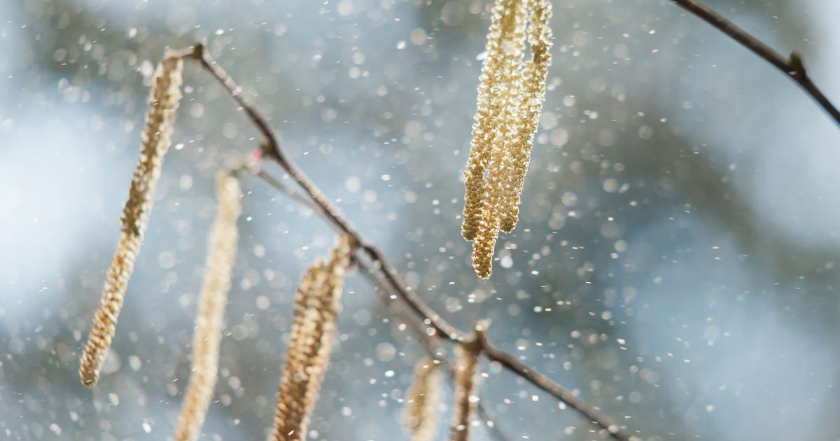 Hay fever sufferers ‘dreading’ summer – with symptoms often mistaken for Covid