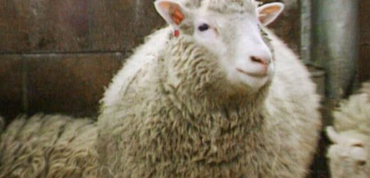How Dolly the sheep could help make you look 30 years longer